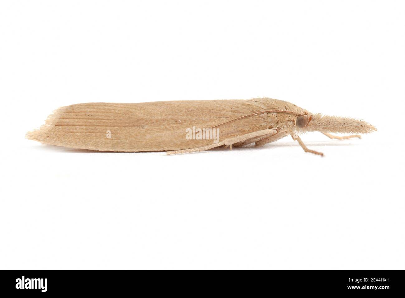 Pale water-veneer (Donacaula forficella) on a white background, Vaucluse, Provence, France Stock Photo