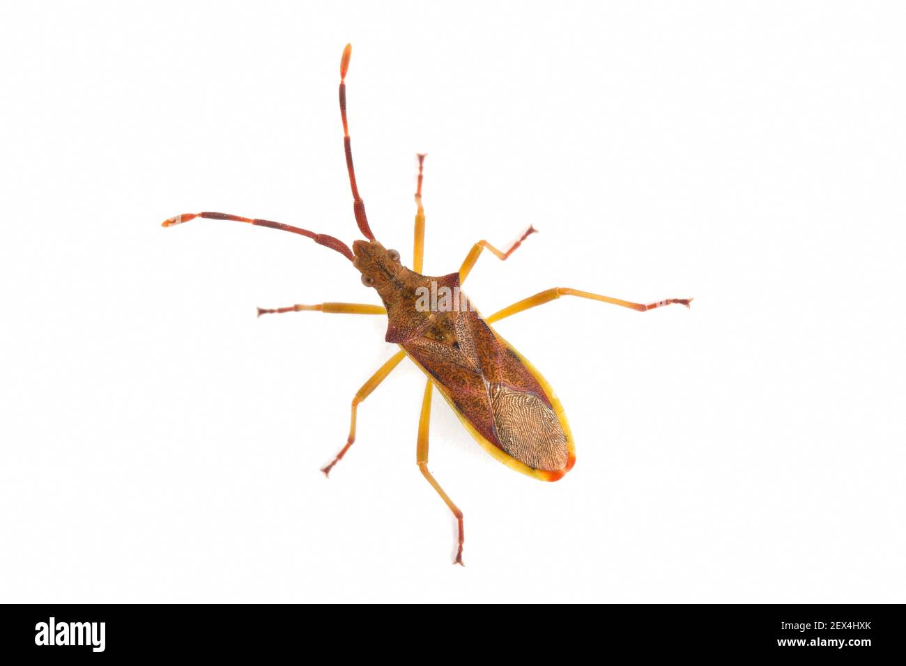 Juniper bug (Gonocerus juniperi) on white background, Vaucluse, Provence, France Stock Photo
