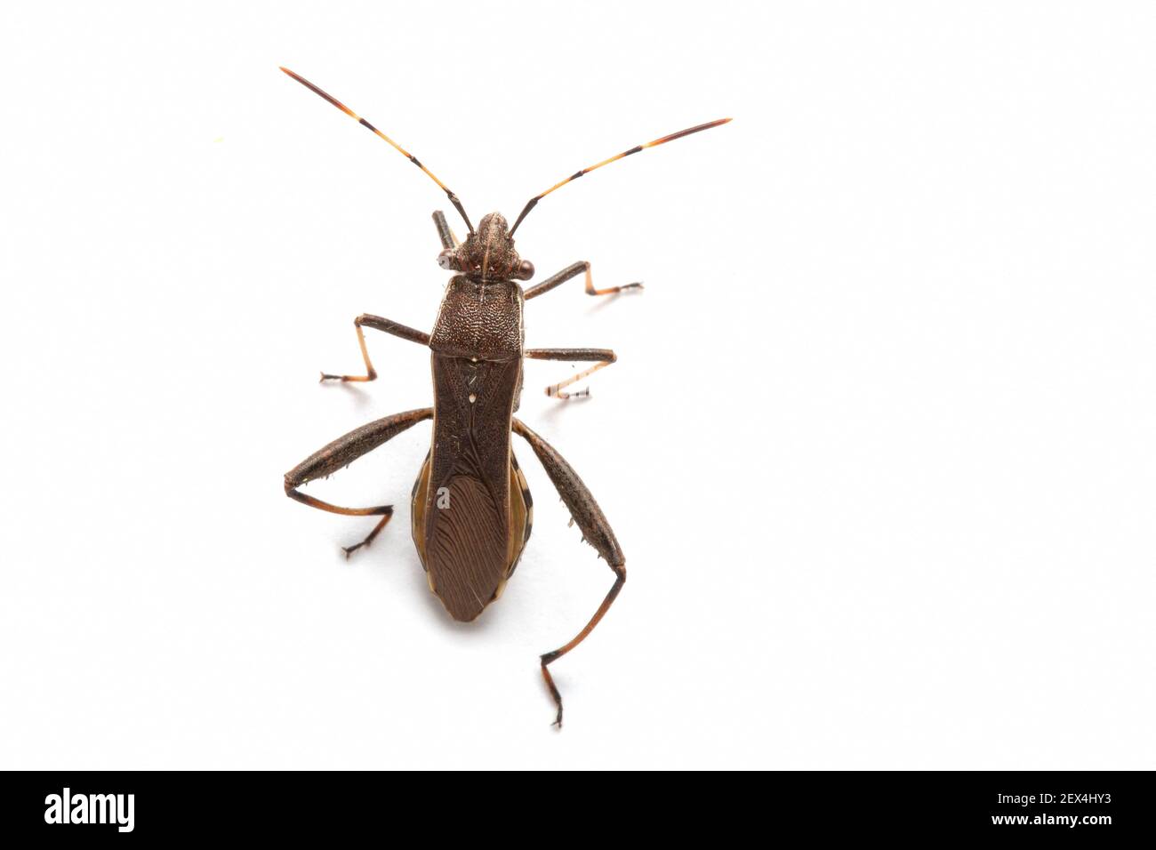 Broad-headed bug (Camptopus lateralis) on white background, Vaucluse, Provence, France Stock Photo