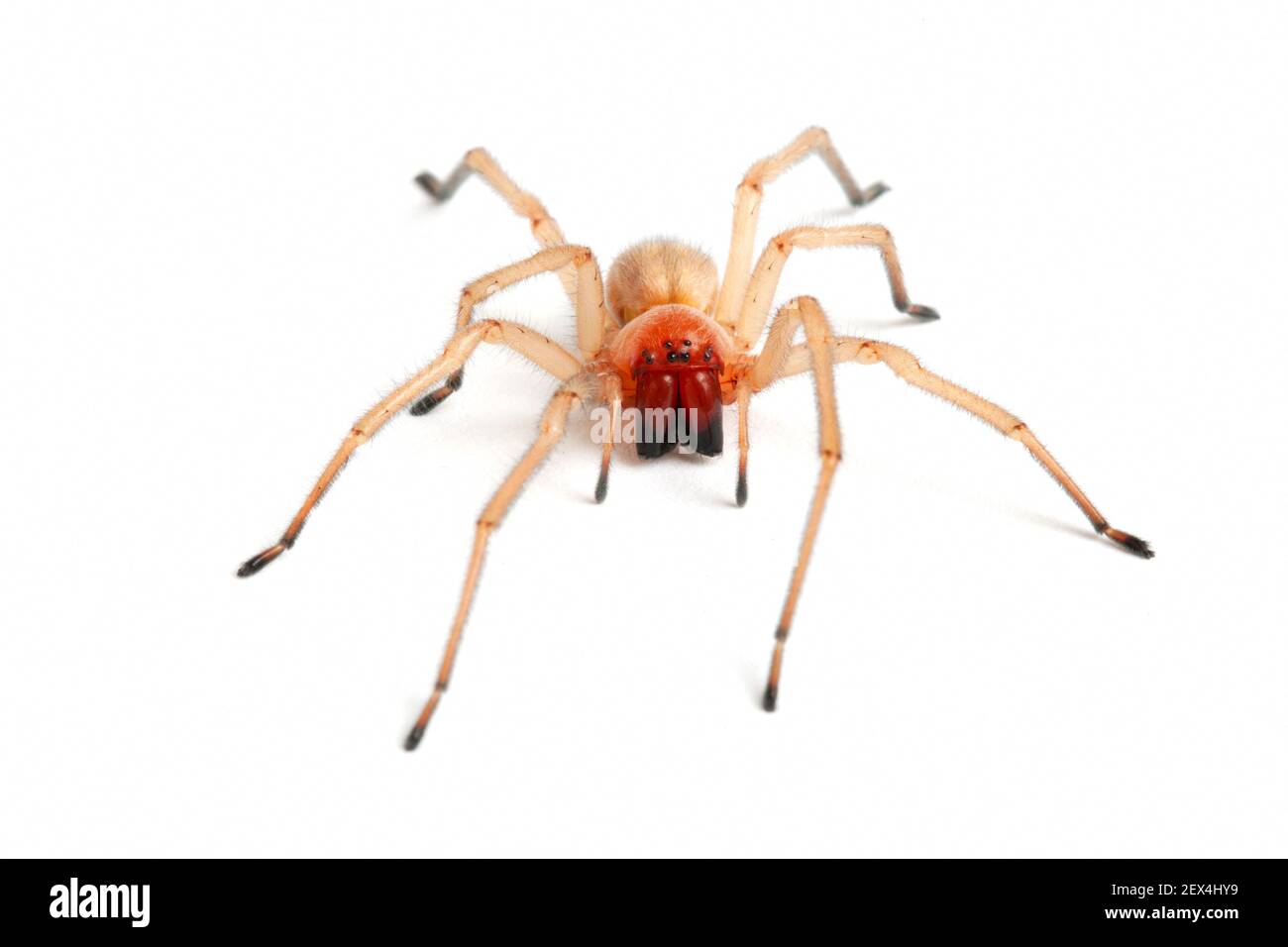 Cheiracanthium spider (Cheiracanthium elegans) on a white background, Provence, France Stock Photo