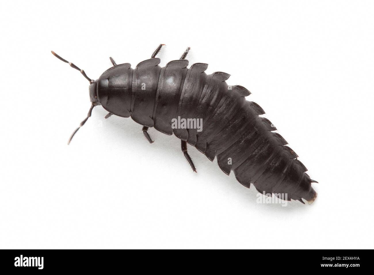 Carrion Beetle (Silpha tristis) larva on a white background, Provence, France Stock Photo