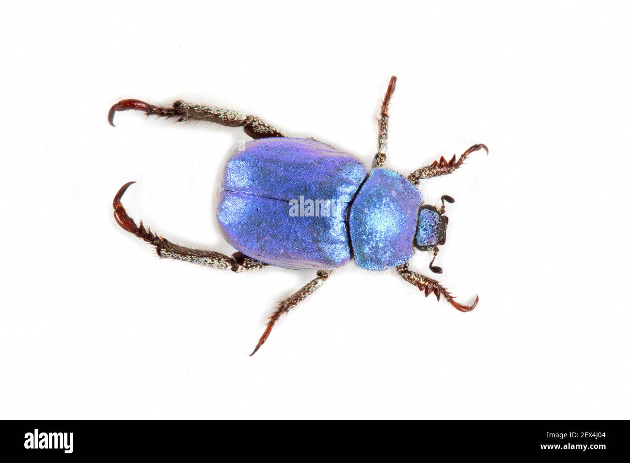 Metallic blue colored beetle (Hoplia coerulea) on white background, Bagnac sur Cele, Lot, France Stock Photo