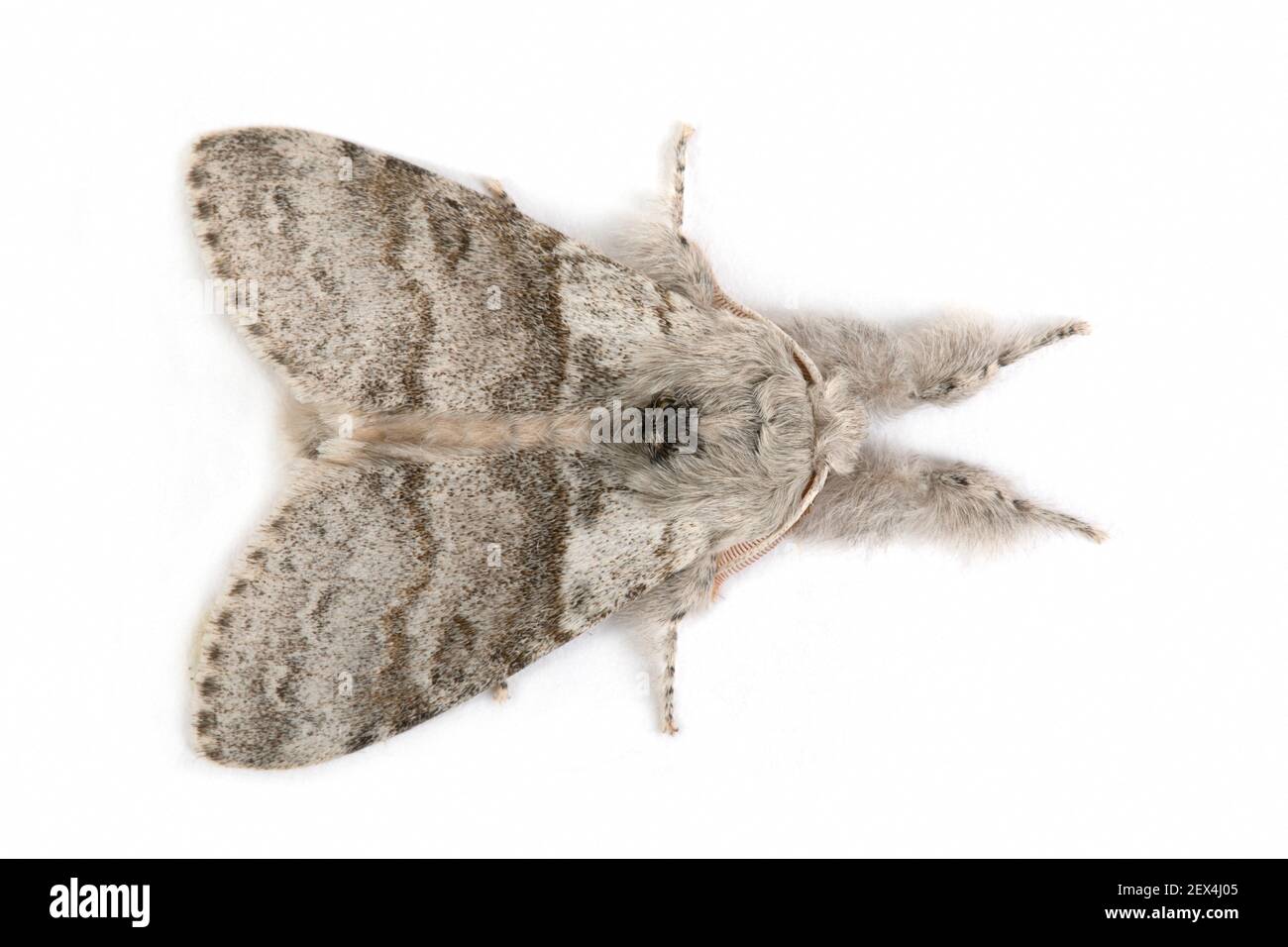 Pale Tussock (Calliteara pudibunda) on white background, Vaucluse, Provence, France Stock Photo