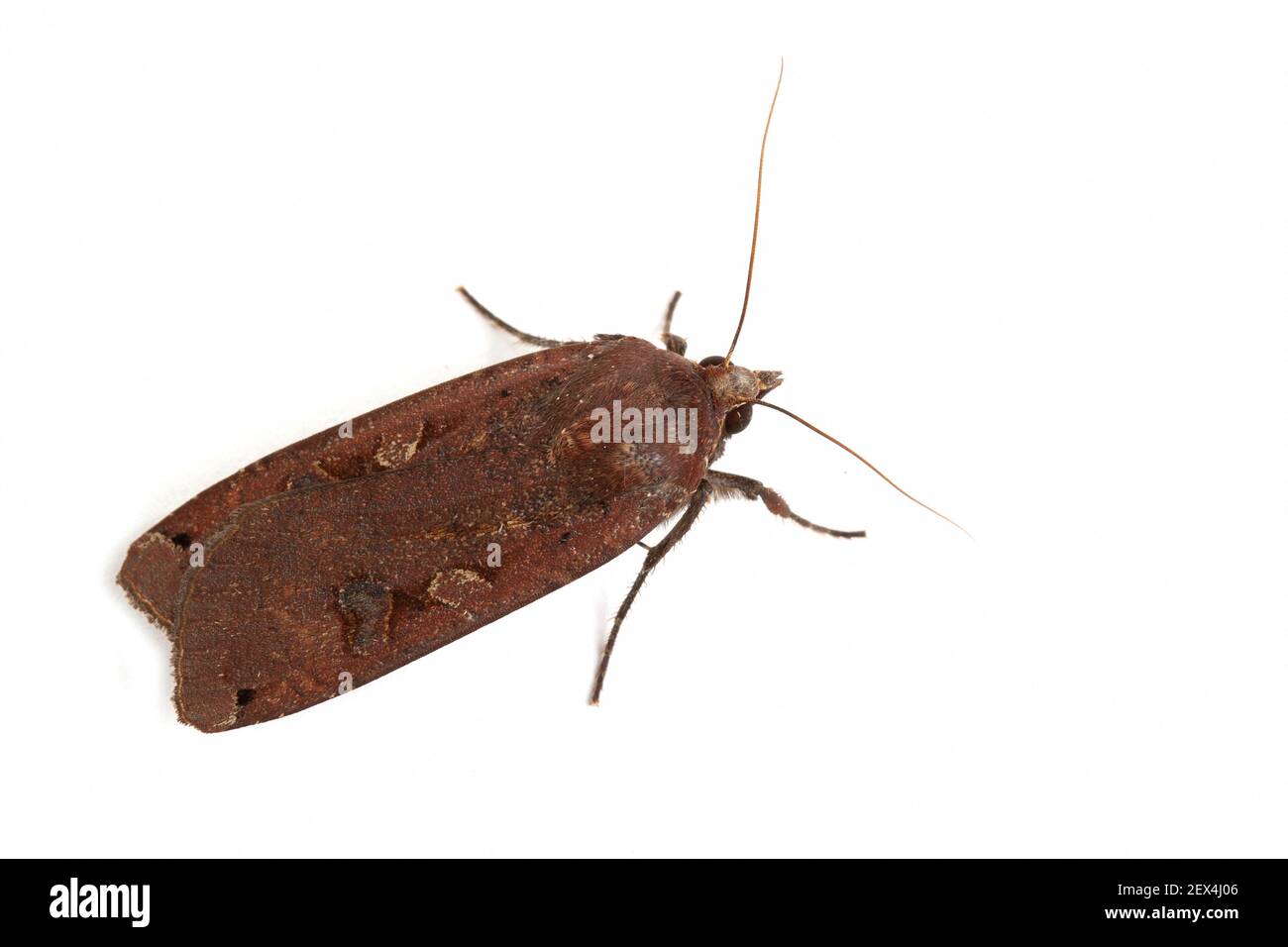 Large yellow underwing (Noctua pronuba) male on a white background, Vaucluse, Provence, France Stock Photo