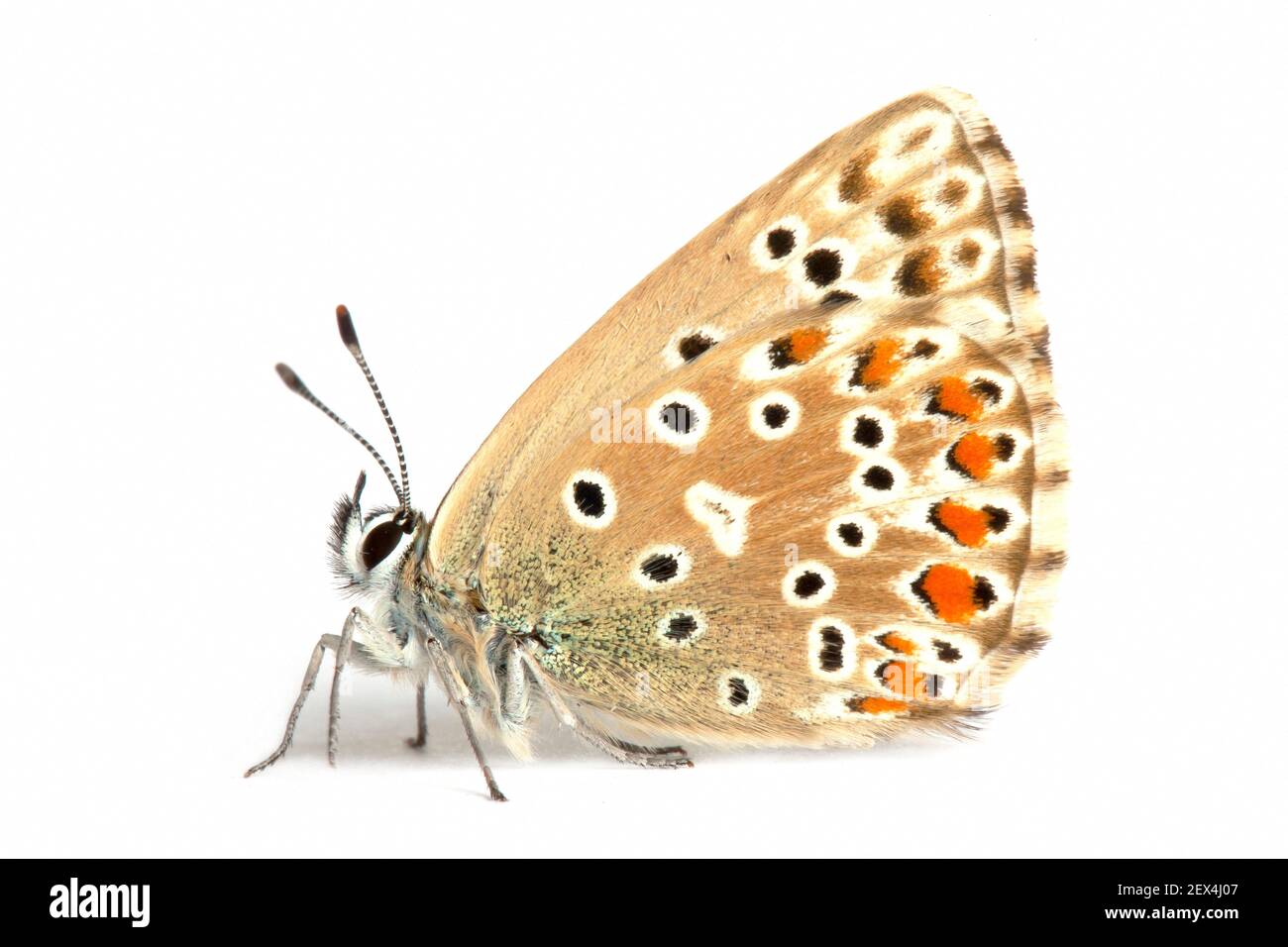 Adonis Blue (Lysandra bellargus) on white background, Remuzat, Drome, Provence, France Stock Photo