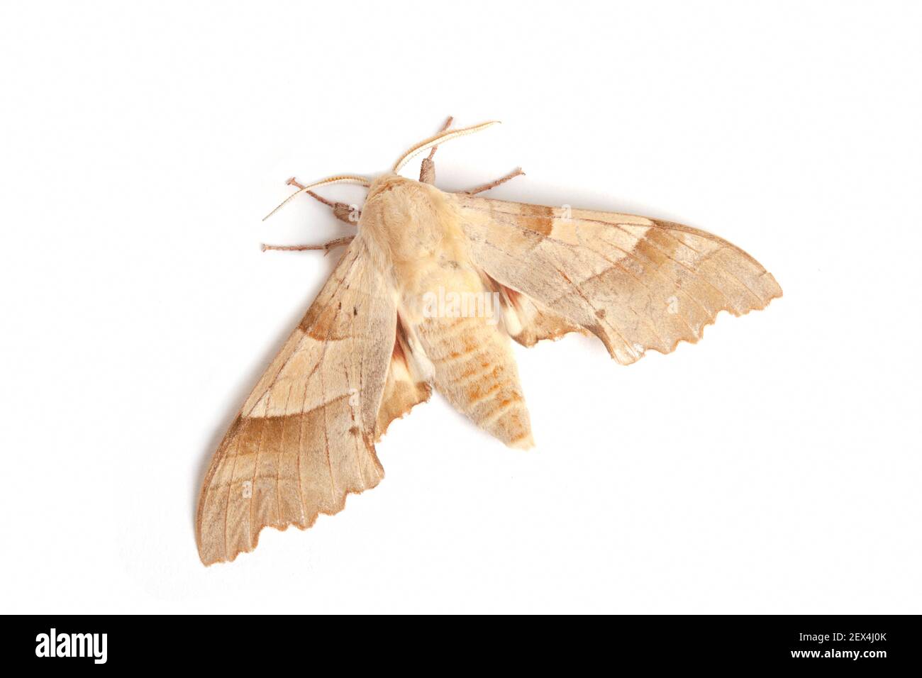 Oak Hawk-moth (Marumba quercus) on a white background, Vaucluse, Provence, France Stock Photo
