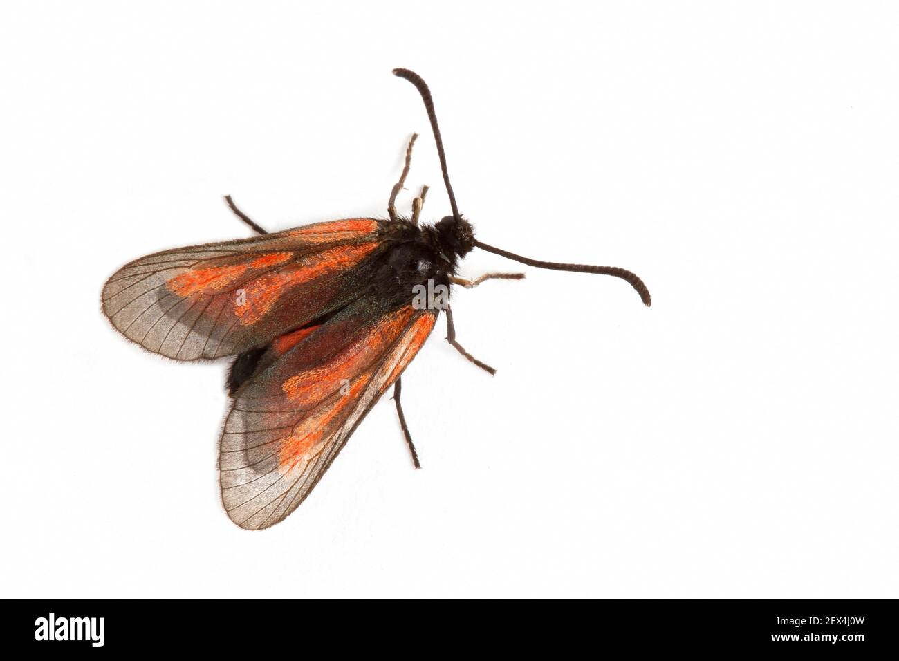 Discrete burnet (Zygaena nevadensis) on a white background, Vaucluse, Provence, France Stock Photo