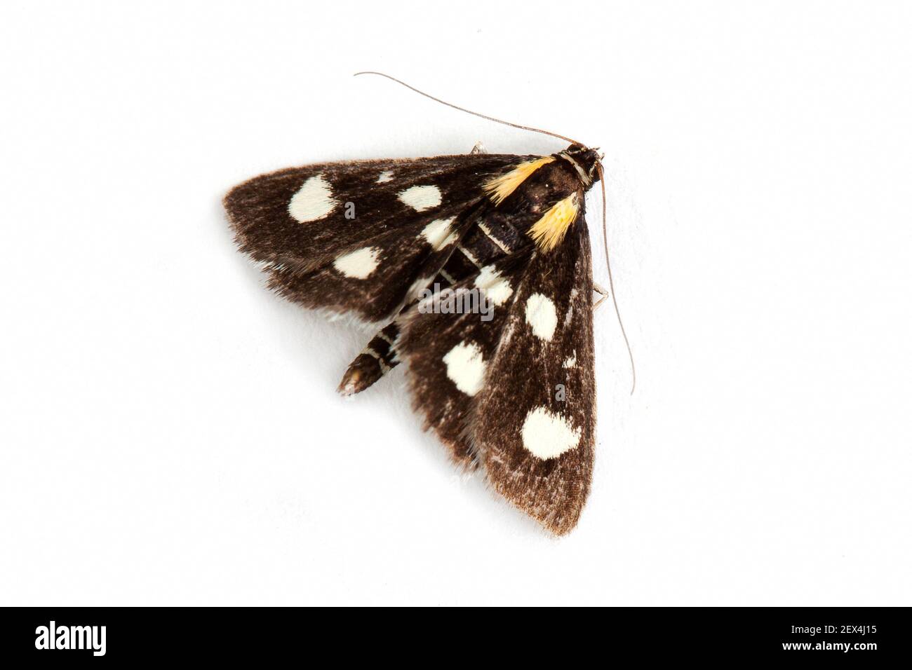 White-spotted Sable (Anania funebris) on a white background, Vaucluse, Provence, France Stock Photo