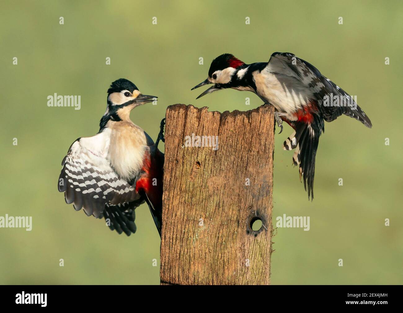 Great spotted woodpecker (Dendrocopos major) fighting, England Stock Photo