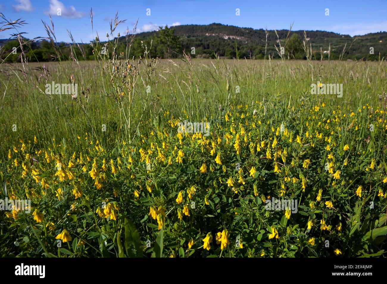 Meadow with Sickle-fruited fenugreek (Trigonella esculenta in bloom, Vaucluse, Provence, France Stock Photo