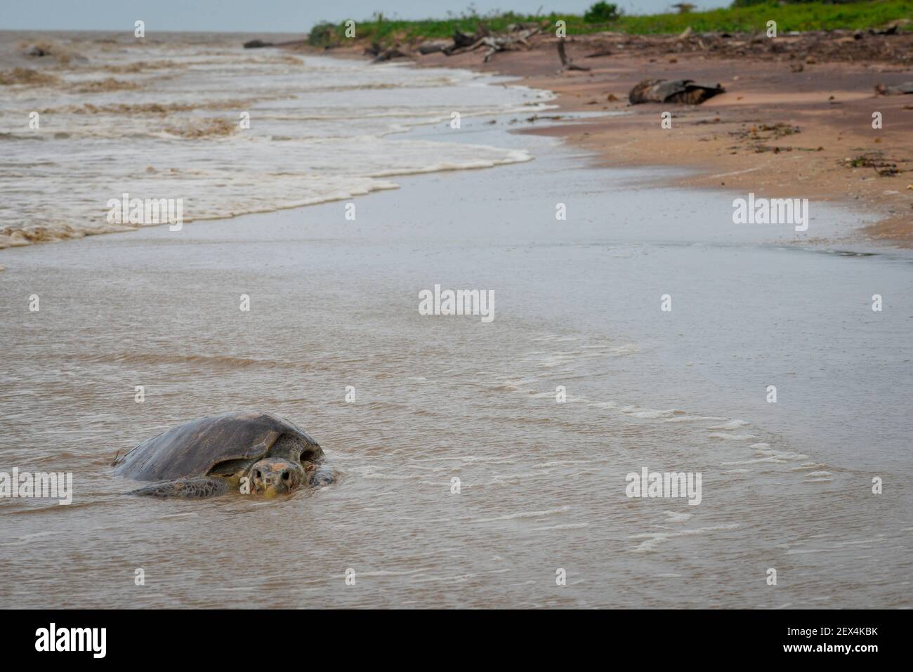 Atlantic Ridley Sea Turtle High Resolution Stock Photography and Images ...