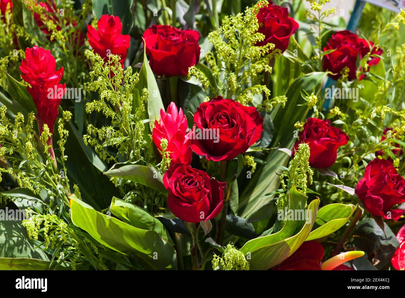 Close up of congratulatory red roses flowers for opening of a new ...