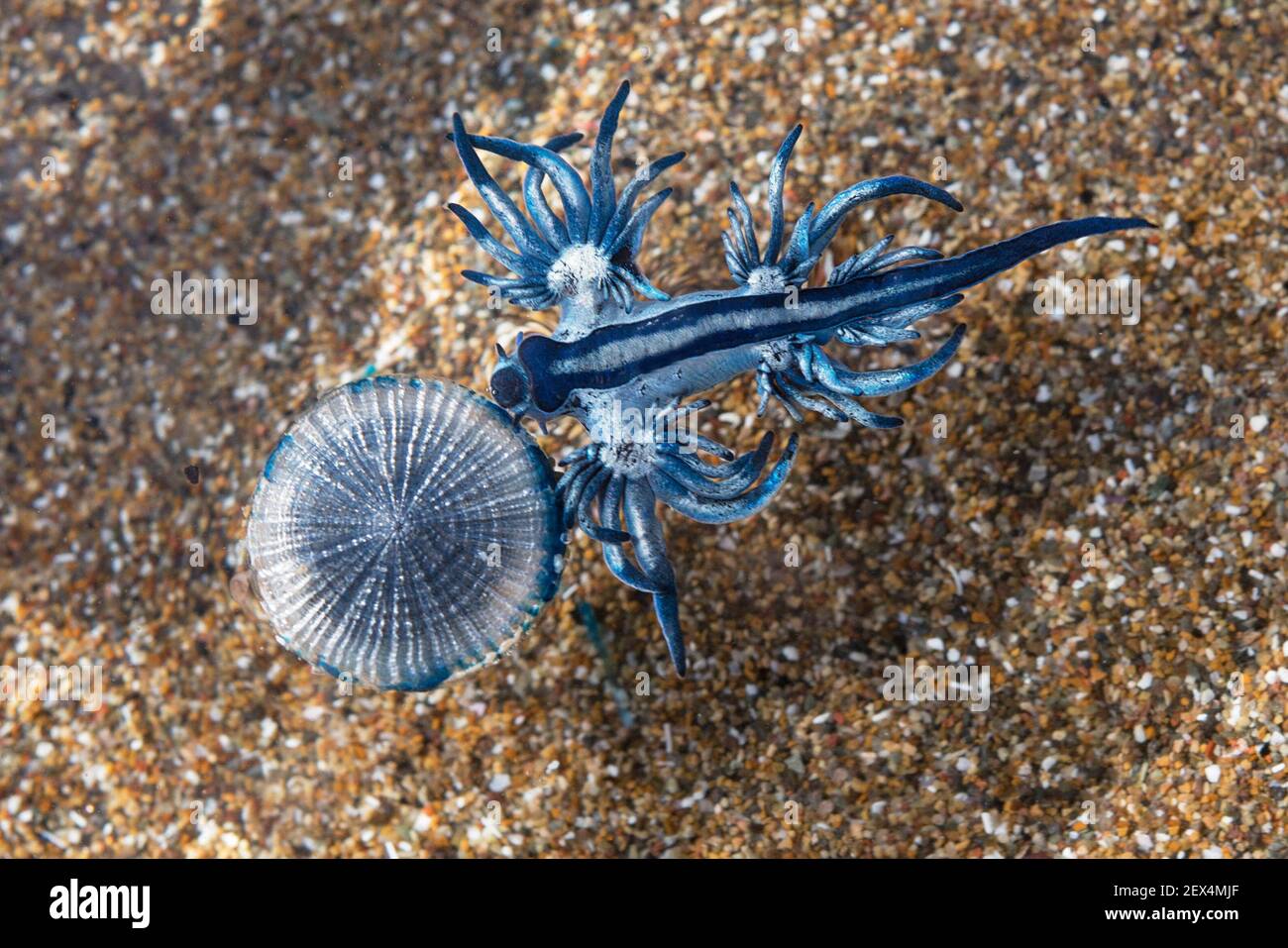 BLUE DRAGON (Glaucus atlanticus). Small slug that measures only about 2 cm and is generally associated with the Portuguese man of war (Physalia physal Stock Photo