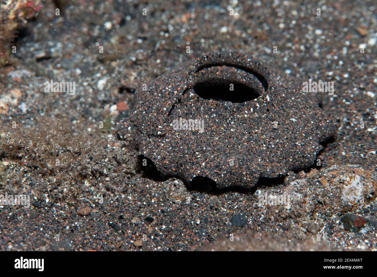 Roe of the mollusk Polinices lacteus. Marine invertebrates of the Canary Islands, Tenerife. Stock Photo