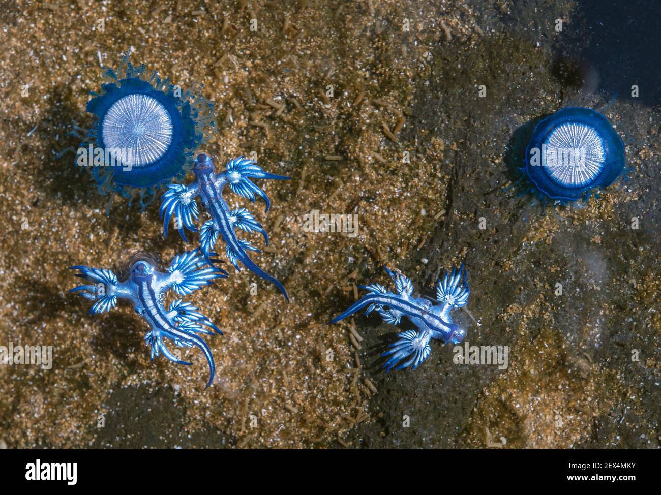 Glaucus Atlanticus Blue Dragon