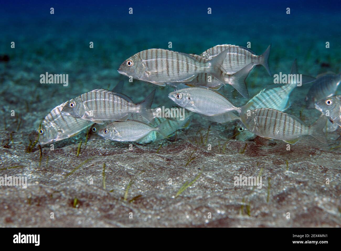 Striped seabream (Lithognathus mormyrus). Fish of the Canary Islands, Tenerife. Stock Photo