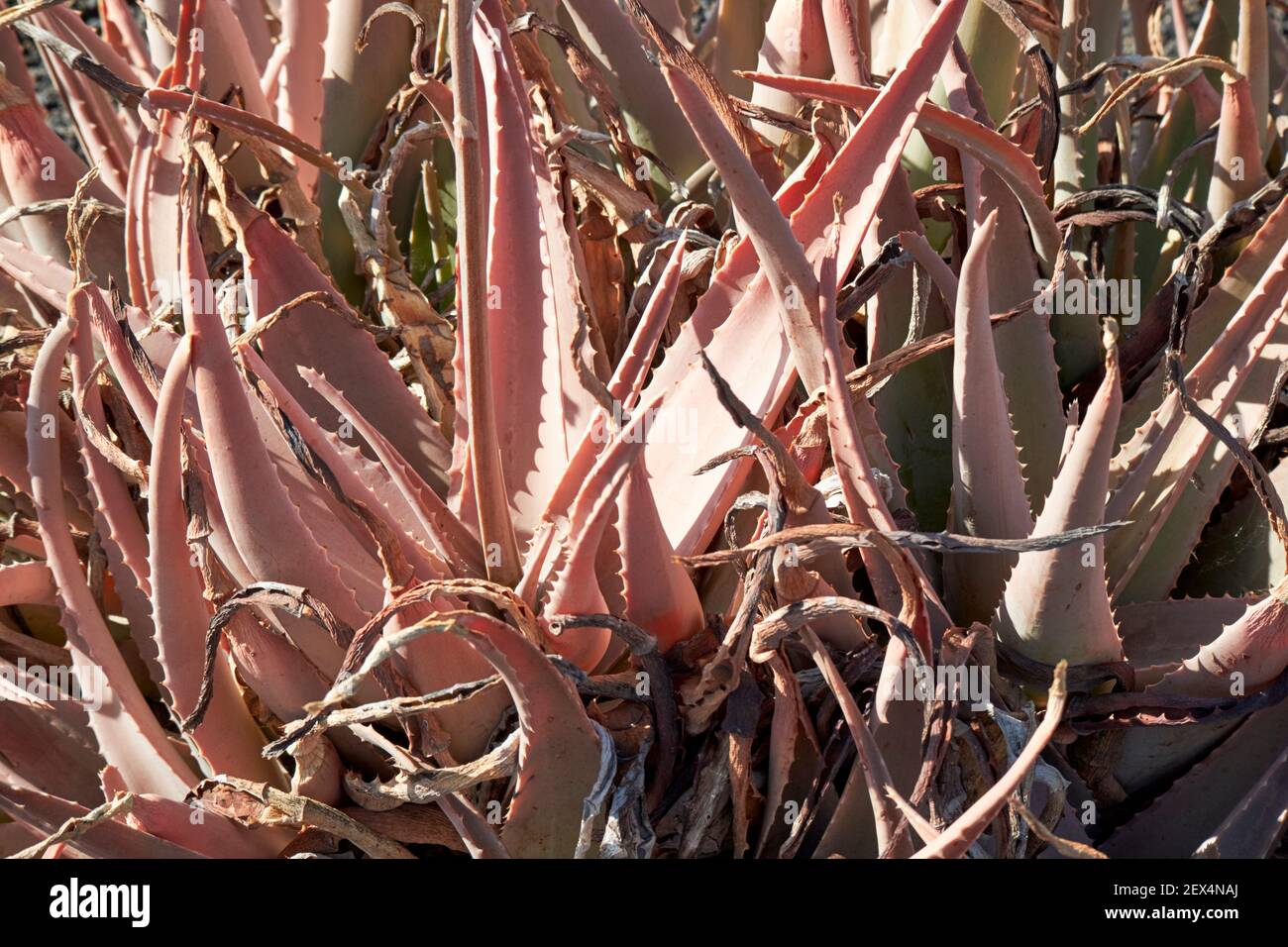 aloe plant growing in a cactus garden in volcanic stones in Lanzarote Canary Islands Spain Stock Photo