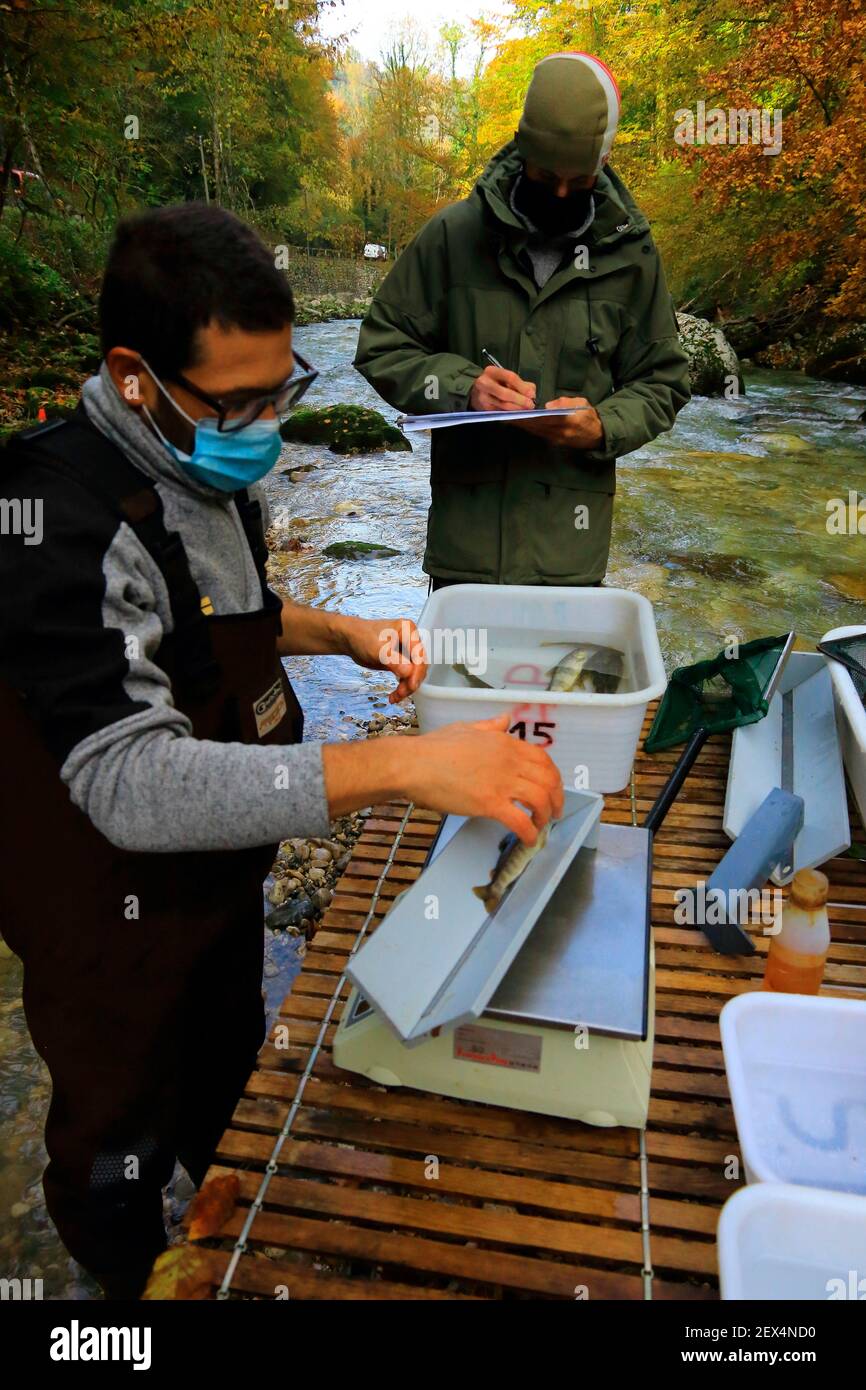 Electric fishing on the Guiers, labeled wild river, Parc Naturel Regional de Chartreuse, Alpes, France Stock Photo