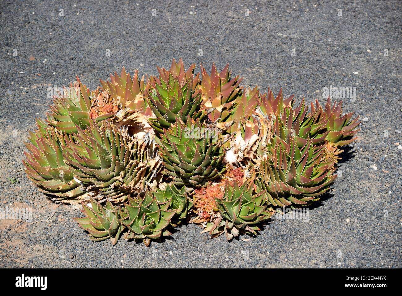 aloe perfoliata plant growing in a cactus garden in volcanic stones in Lanzarote Canary Islands Spain Stock Photo