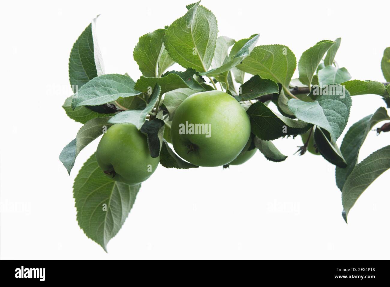 Green apples on the light background. Apple-tree branch on isolated backdrop. New harvest of the fruits. Crop time. Season of harvesting Stock Photo