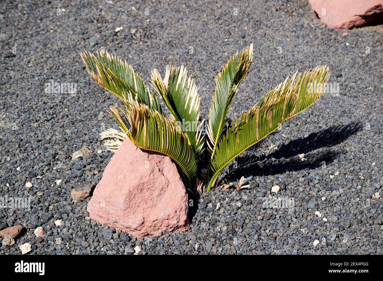 young palm plant growing in a cactus garden near rock in volcanic stones in Lanzarote Canary Islands Spain Stock Photo