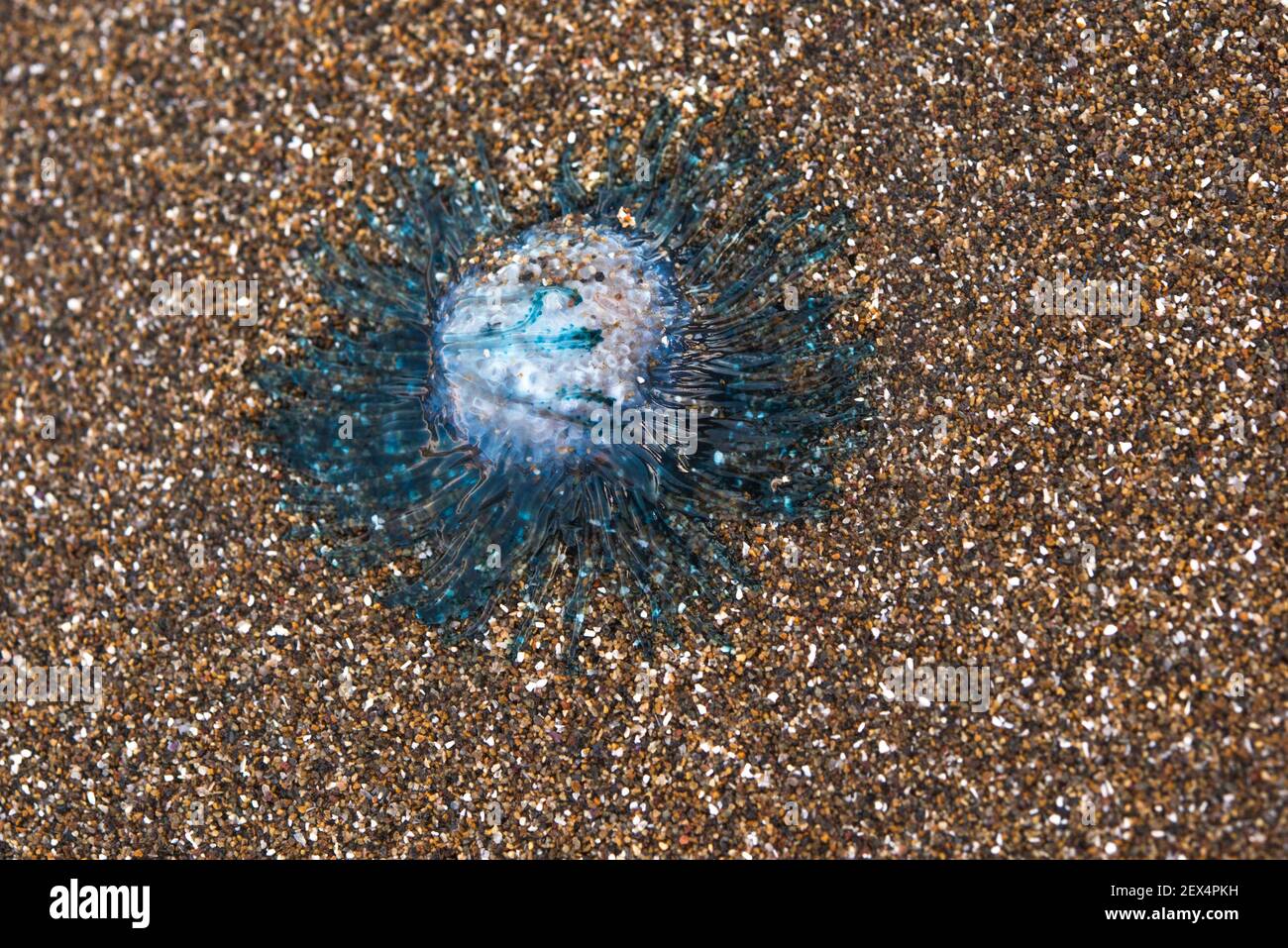 BLUE BUTTON (Porpita porpita). Pelagic hydrozoan that lives floating and drifting on the surface of the oceans. They can also appear stranded on the c Stock Photo