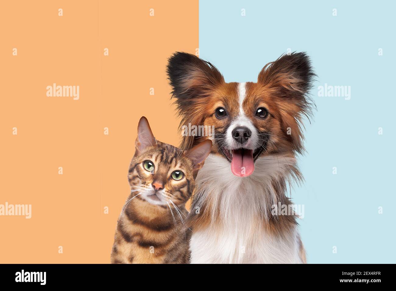 portrait of a cat and dog looking at camera in front of trendy duo tone background Stock Photo