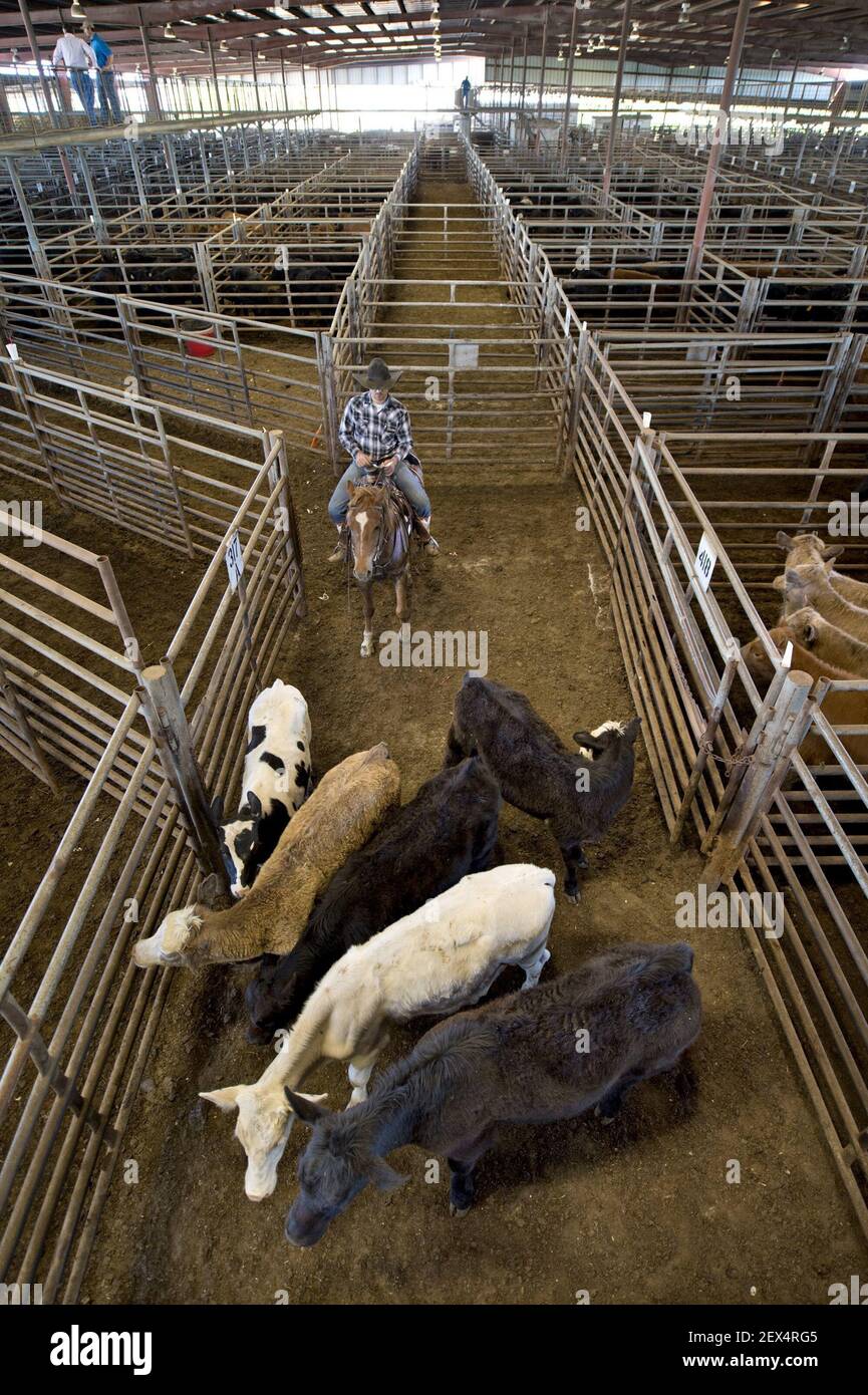 Bliv såret Plakater fornuft Dalton Dolbrow drives cattle into the auction arena at the Mo-Kan Livestock  Market in Passaic, Mo. Young cattlemen such as Dolbow hope the high price  of beef can help them get started.