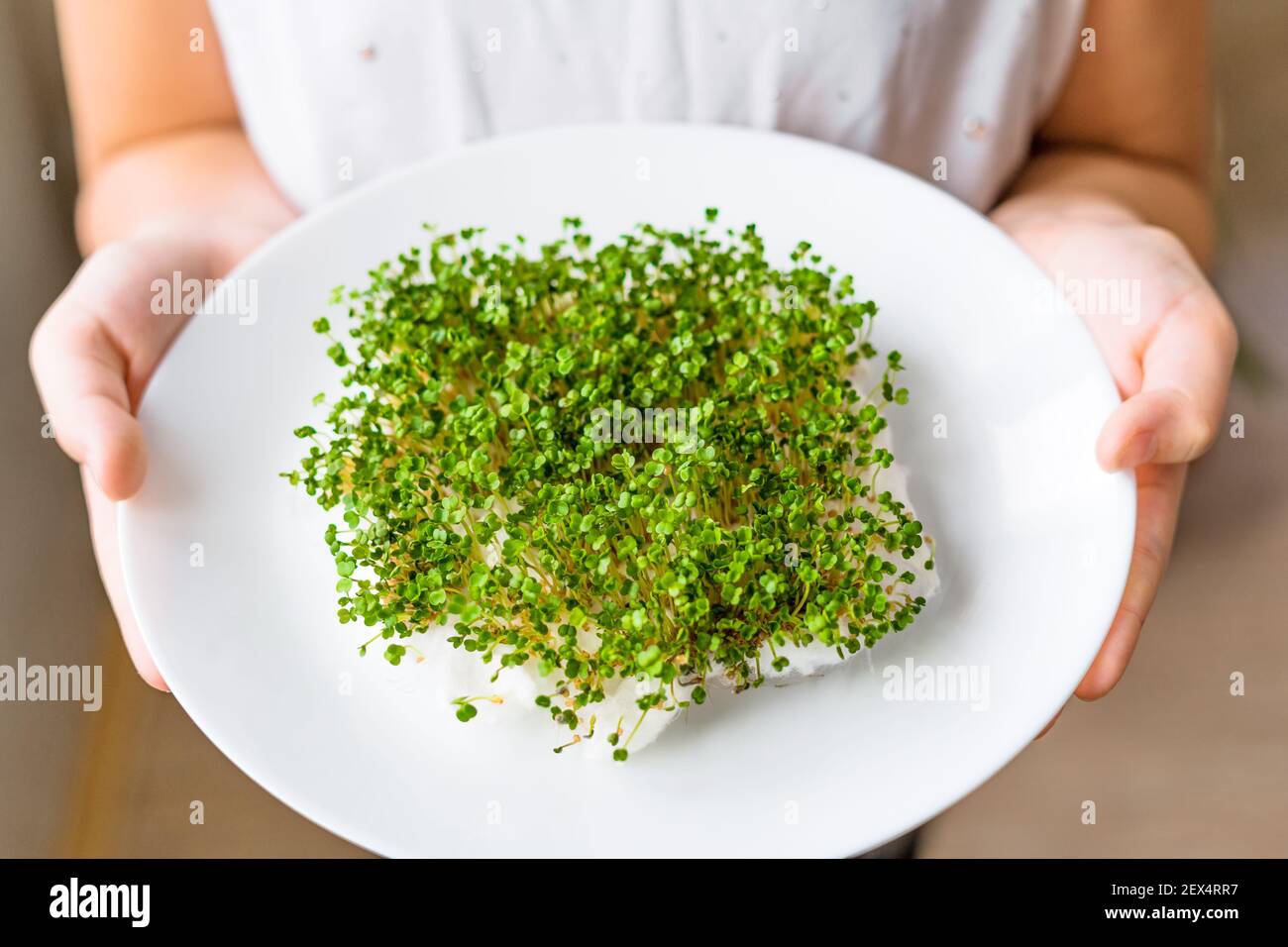Close-up view of arugula micro greens sprouts. Girl hands holding white ceramic plate with fresh micro greens shoots. Shallow depth of field. Stock Photo