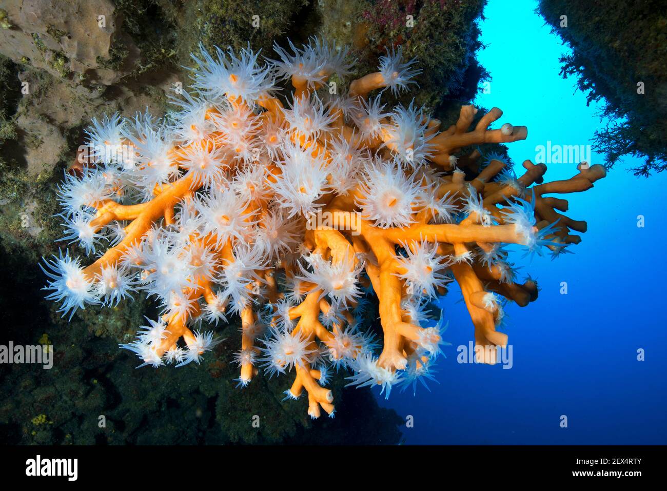 Orange Coral (Dendrophyllia Ramea). Marine invertebrate, cnidarian