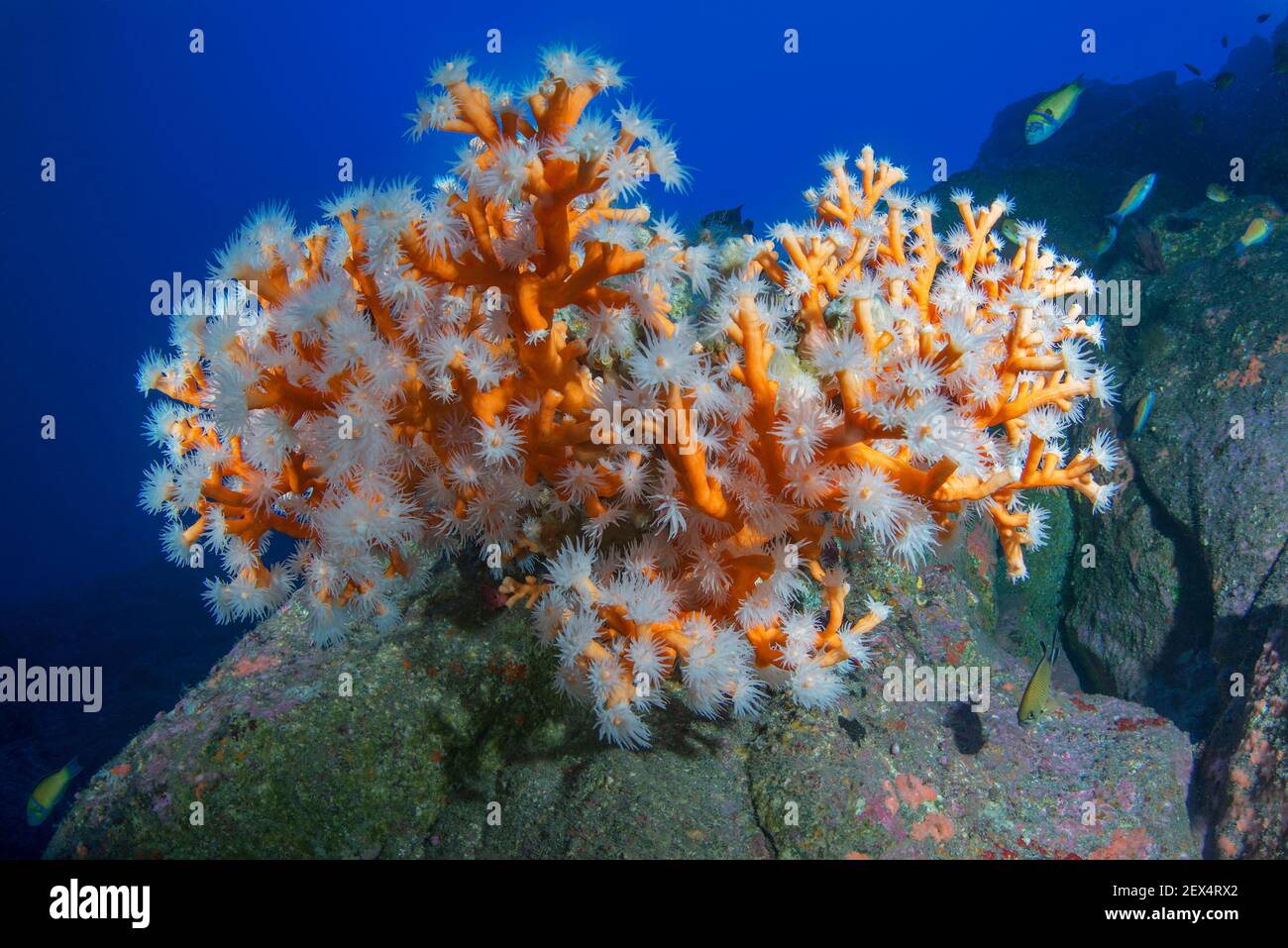 Orange Coral (Dendrophyllia Ramea). Marine invertebrate, cnidarian.  Tenerife, the seabed of the Canary Islands Stock Photo - Alamy