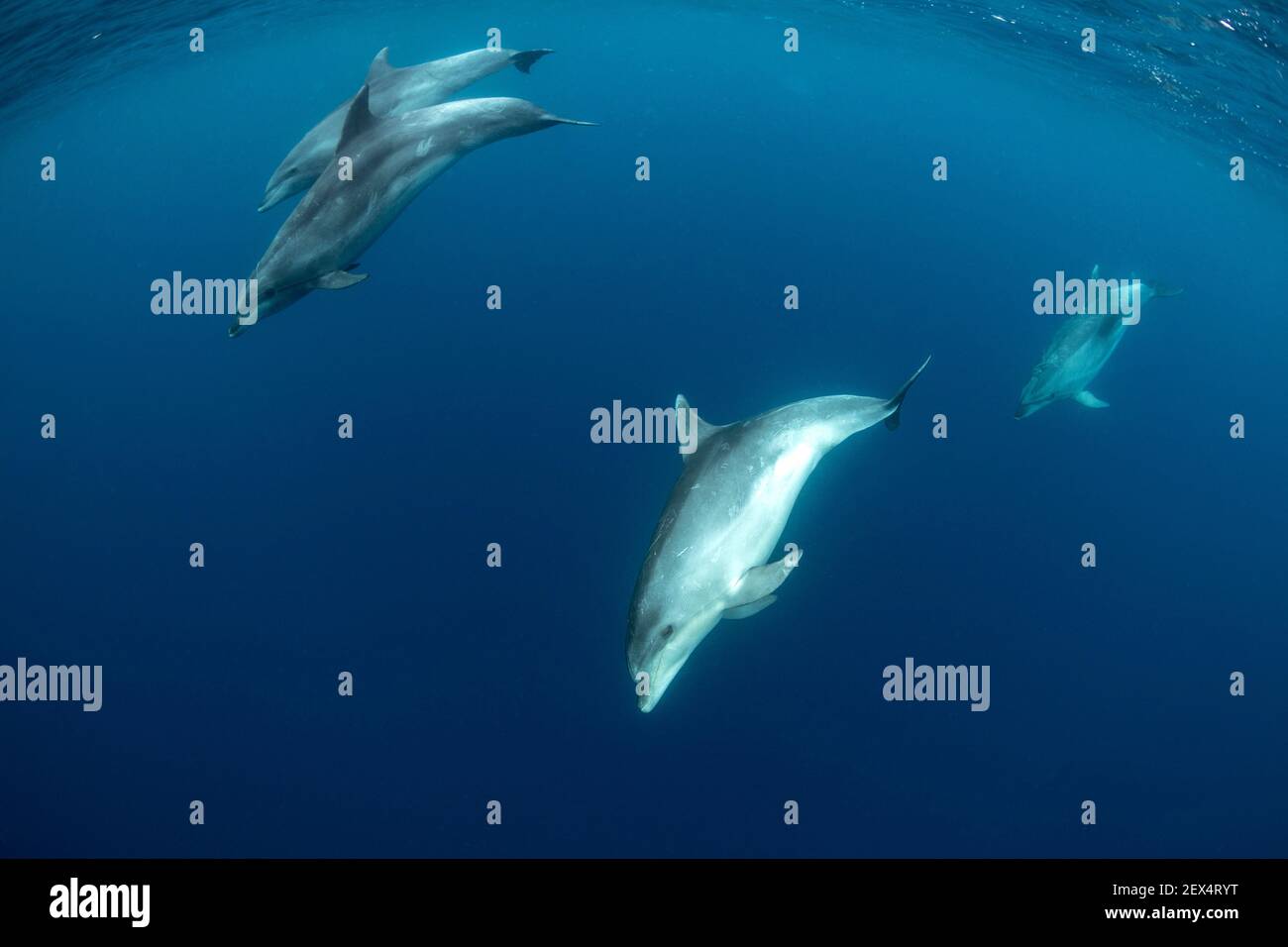 Bottlenose dolphins (Tursiops truncatus) Pelagos Sanctuary for Mediterranean Marine Mammals, France, Mediterranean Sea Stock Photo
