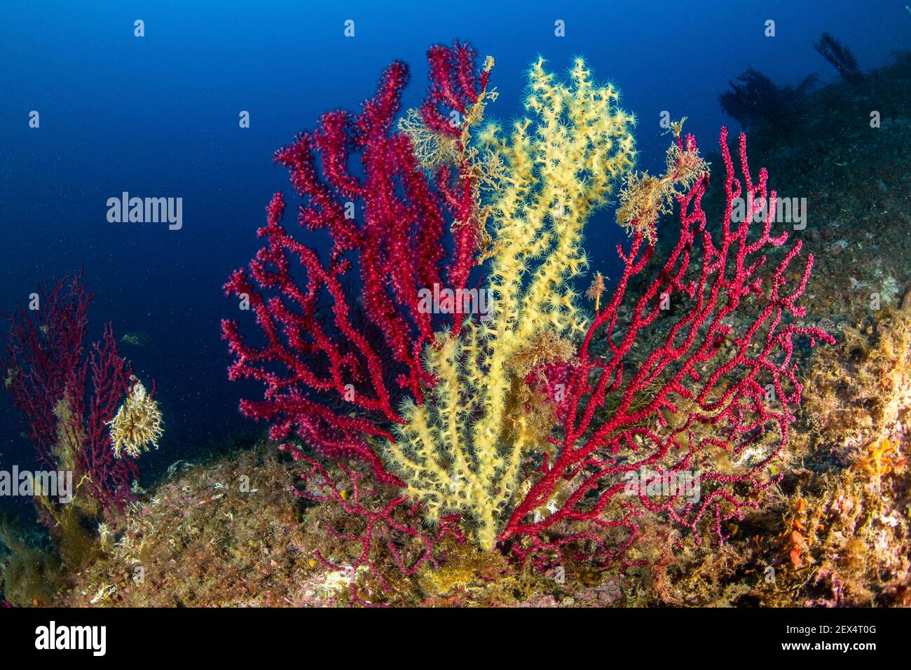 A slow predation, the false cblack coral (Savalia Savaglia) against the red gorgonian (Paramuricea clavata) Marine Protected area Punta Campanella, Ma Stock Photo