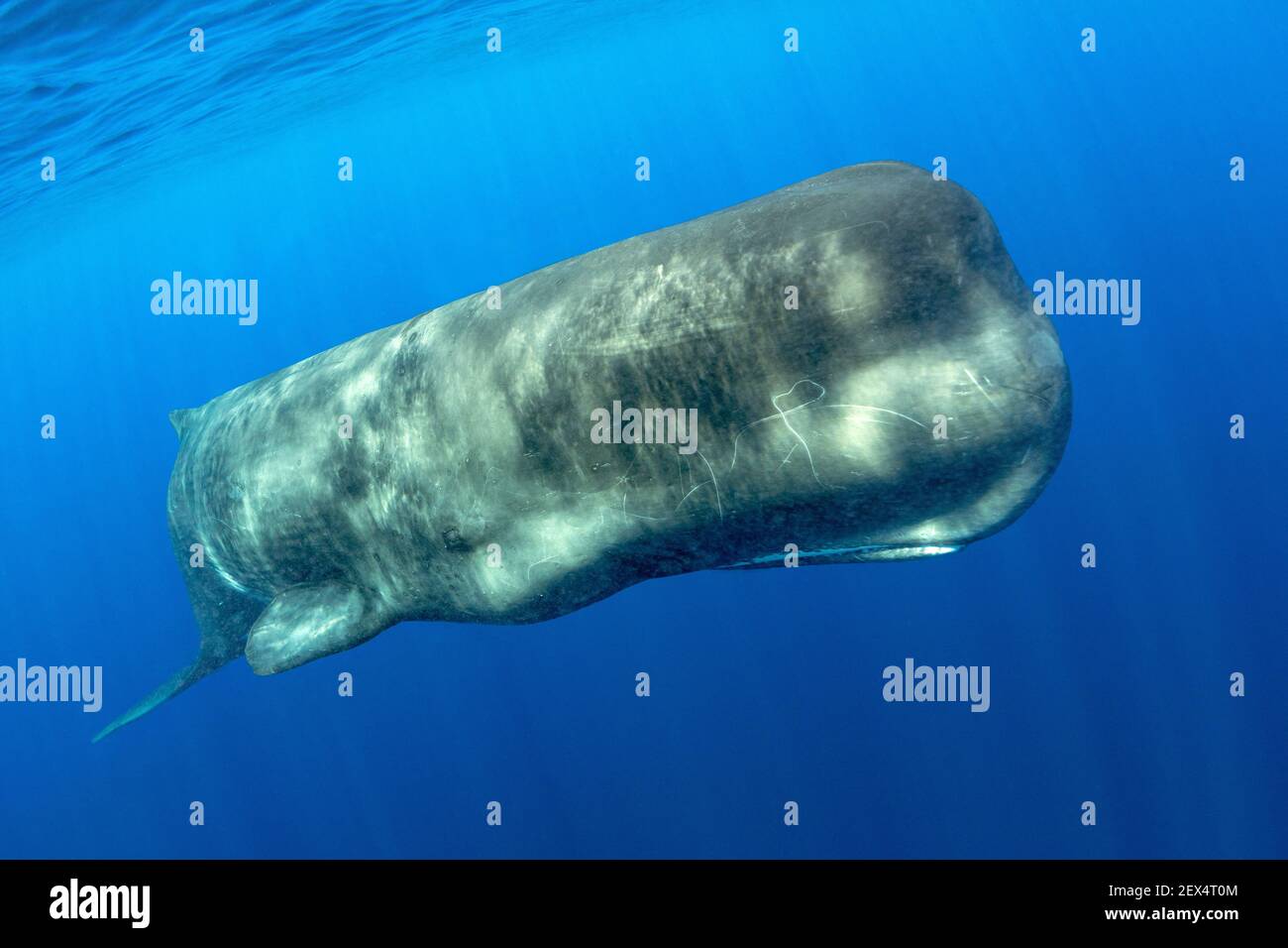 Sperm whale, (Physeter macrocephalus). Vulnerable (IUCN). The sperm whale is the largest of the toothed whales. Sperm whales are known to dive as deep Stock Photo