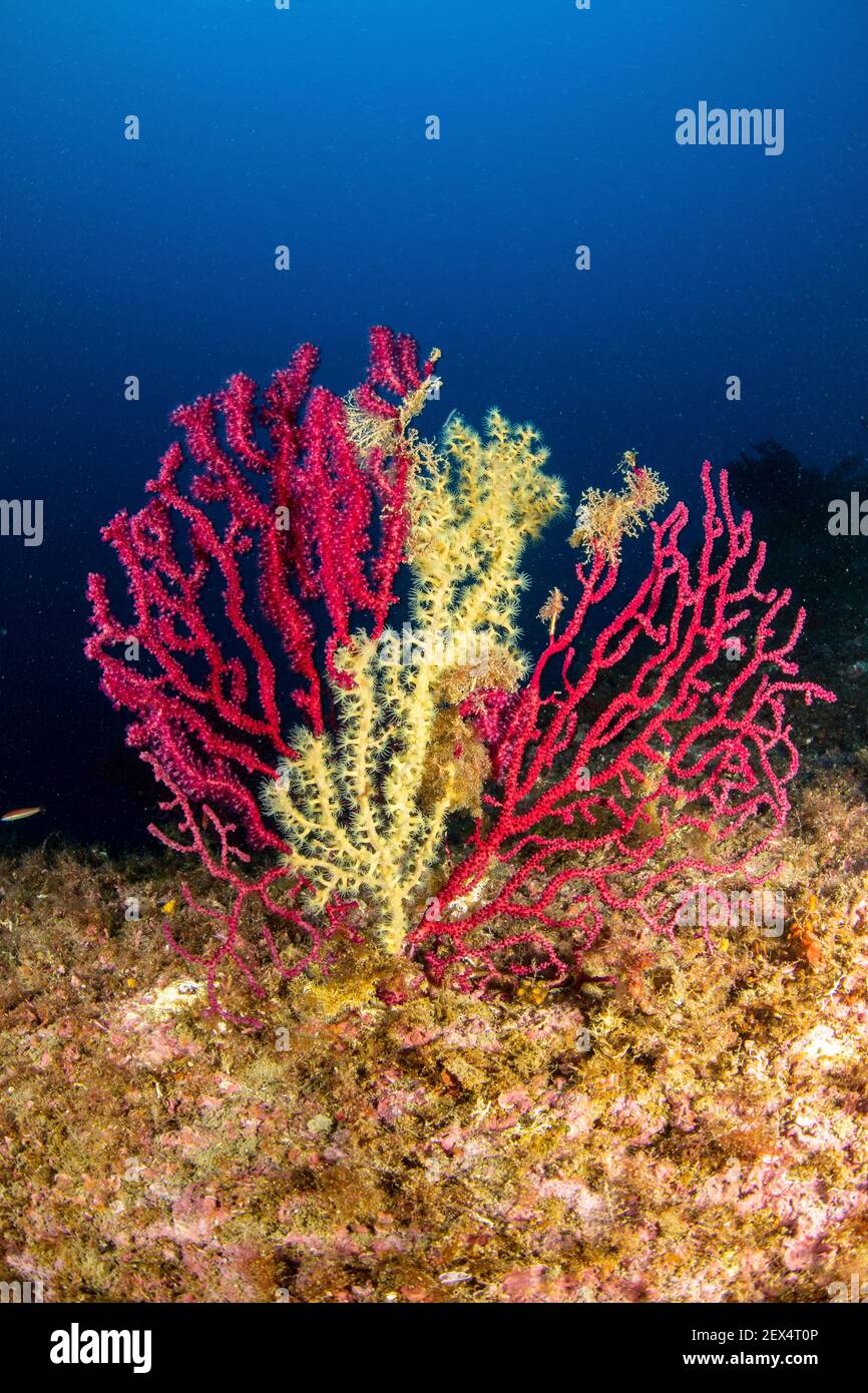 A slow predation, the false cblack coral (Savalia Savaglia) against the red gorgonian (Paramuricea clavata) Marine Protected area Punta Campanella, Ma Stock Photo