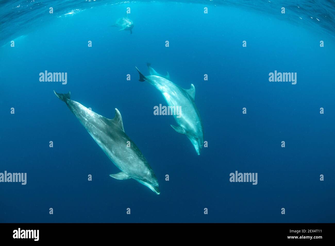 Bottlenose dolphins (Tursiops truncatus) Pelagos Sanctuary for Mediterranean Marine Mammals, France, Mediterranean Sea Stock Photo