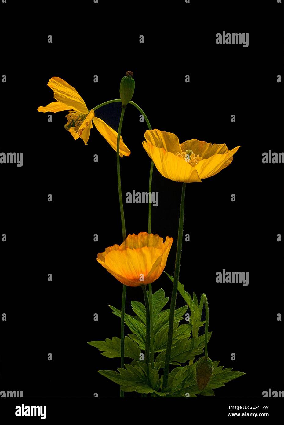 Welsh Poppies Stock Photo