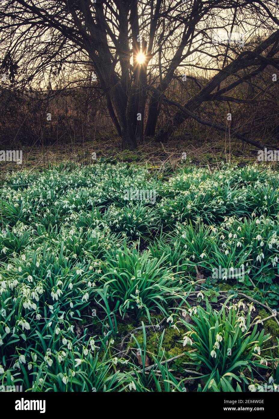 Field of Snowdrops and a sunset over Chess River Valley near Rickmansworth, England Stock Photo