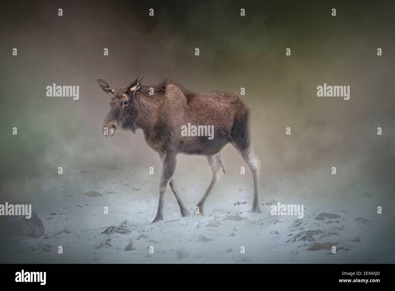 Moose on a Misty Winter Morning Stock Photo