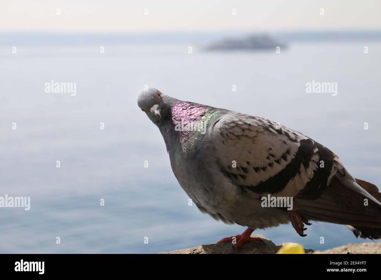 A pigeon watching me Stock Photo
