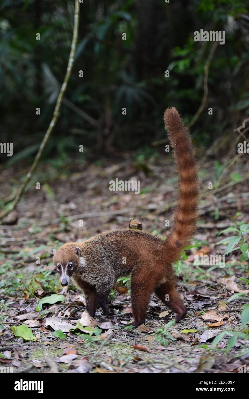 A pizote searches for food in Tikal National Park, Guatemala, on February  24, 2015. Otherwise known as a white-nosed coati or coatimundi, the animal  is a relative of the raccoon family but