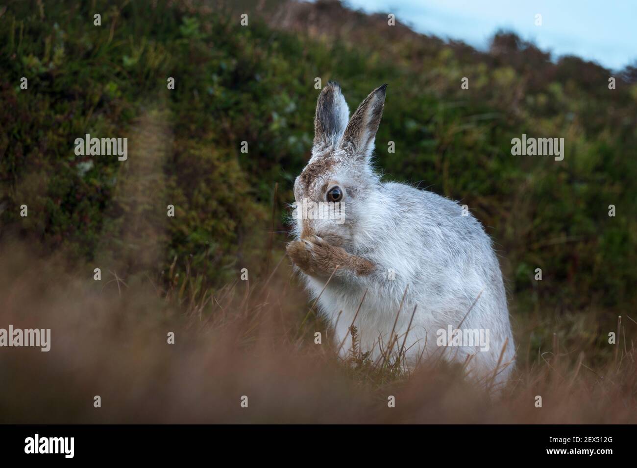 Mountain hare (Lepus timidus) in winter coat grooming, Scottish Highlands, Scotland, UK Stock Photo