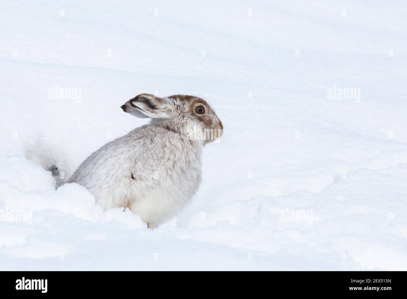Mountain hare (Lepus timidus) in winter snow, Scottish Highlands, Scotland, UK Stock Photo