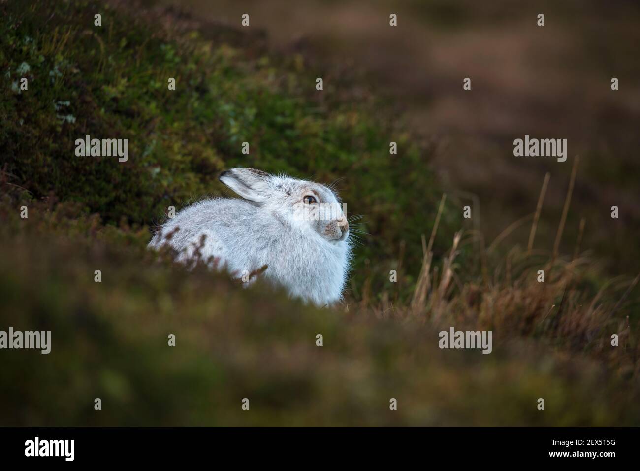Mountain hare (Lepus timidus) in winter coat, Scottish Highlands, Scotland, UK Stock Photo