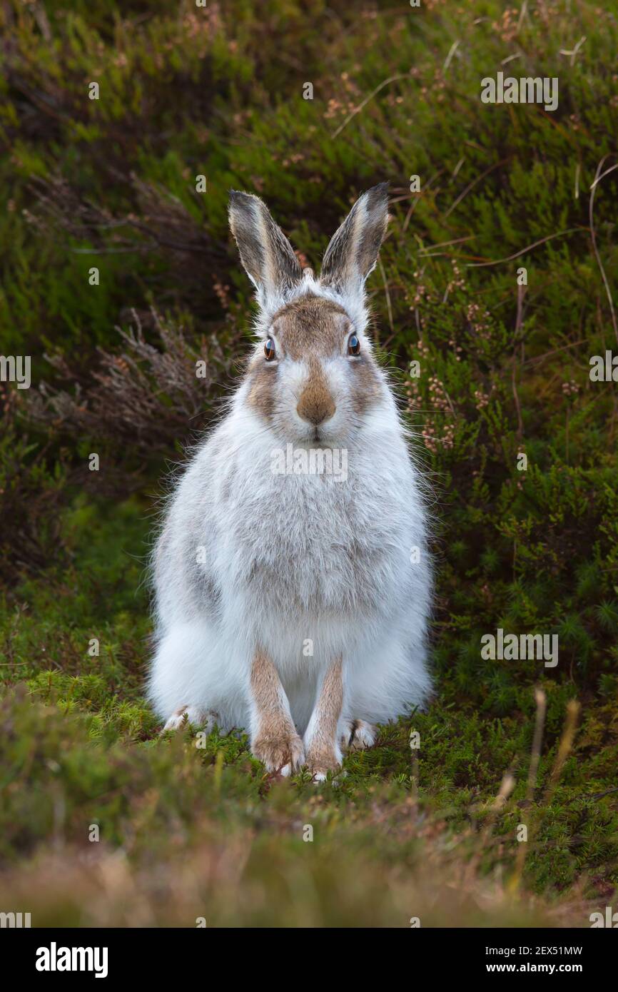 Mountain hare (Lepus timidus) in winter coat, Scottish Highlands, Scotland, UK Stock Photo