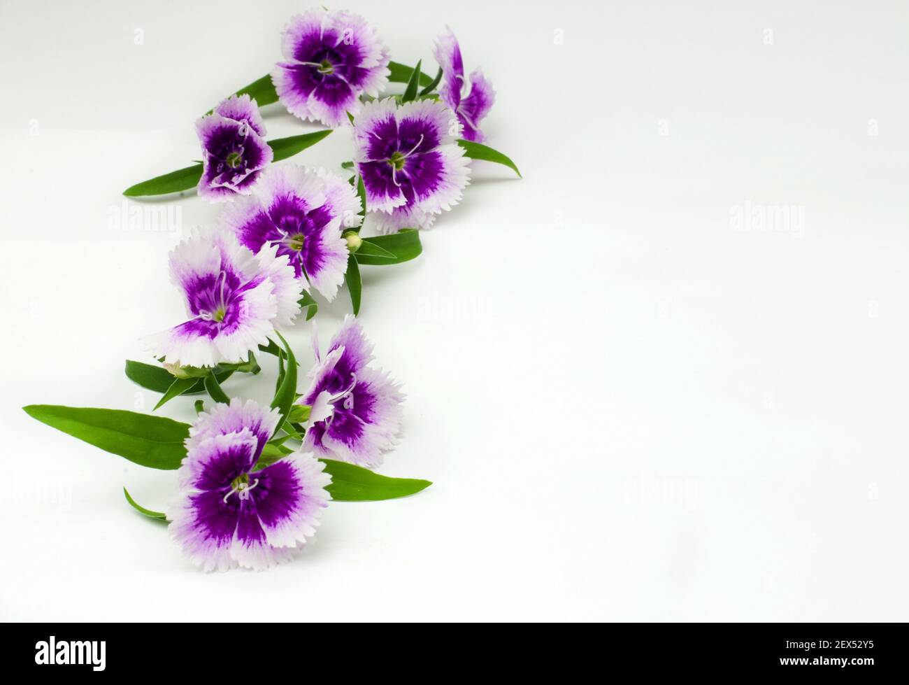A closeup shot of carnations isolated on white background Stock Photo ...