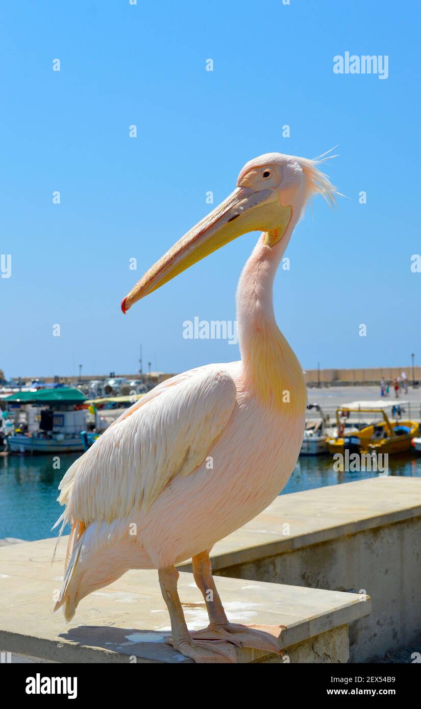 A Pink pelican Latin name pelecanus rufescens, is a regular visitor to Paphos Harbour in Cyprus Stock Photo