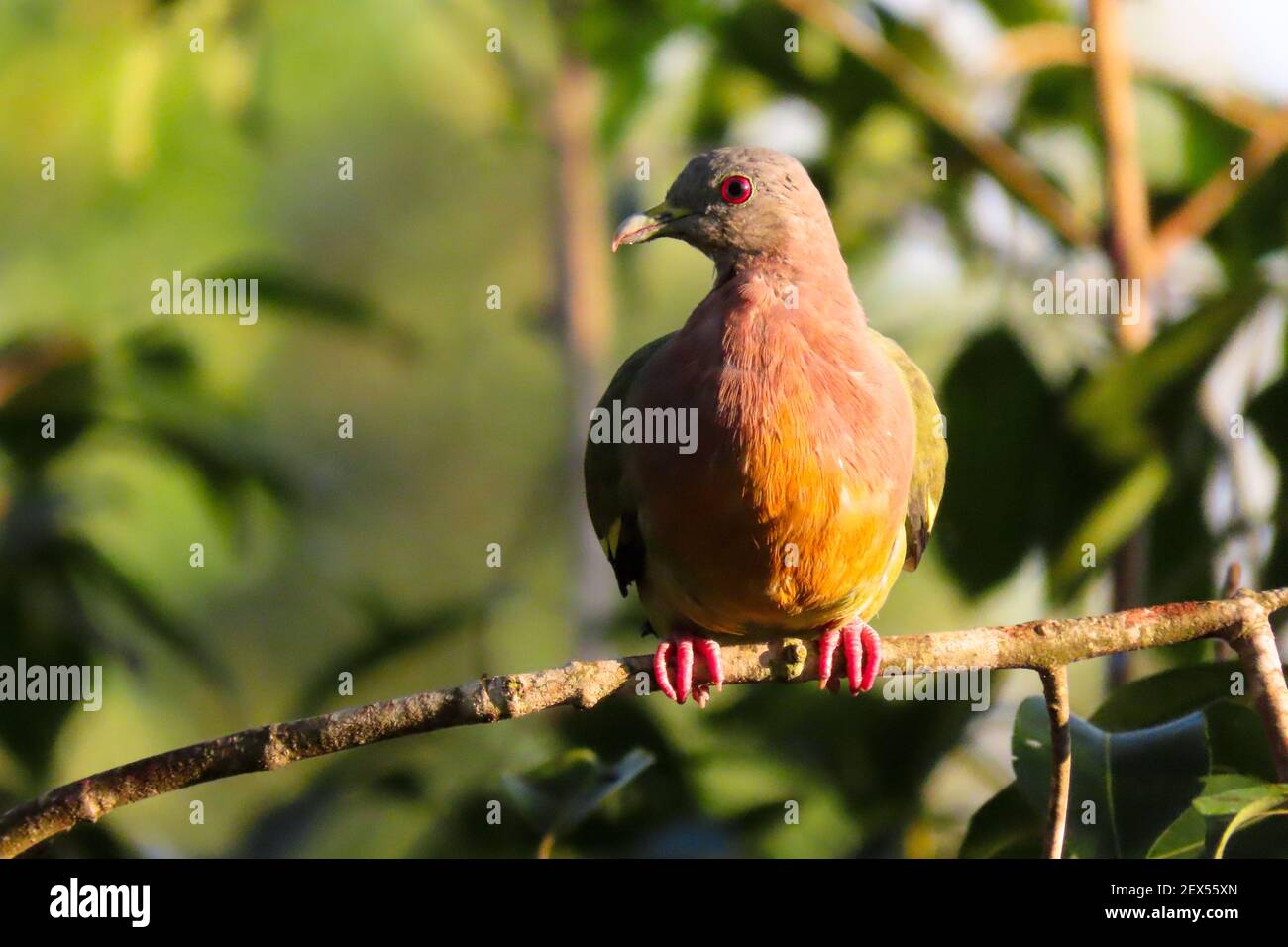 Pink-necked green pigeon in Singapore rain forest. Stock Photo