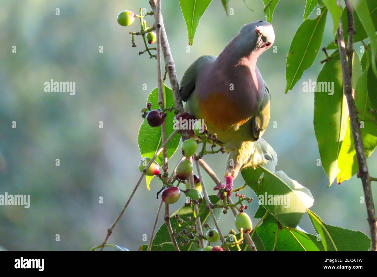 Pink-necked green pigeon in Singapore rain forest. Stock Photo