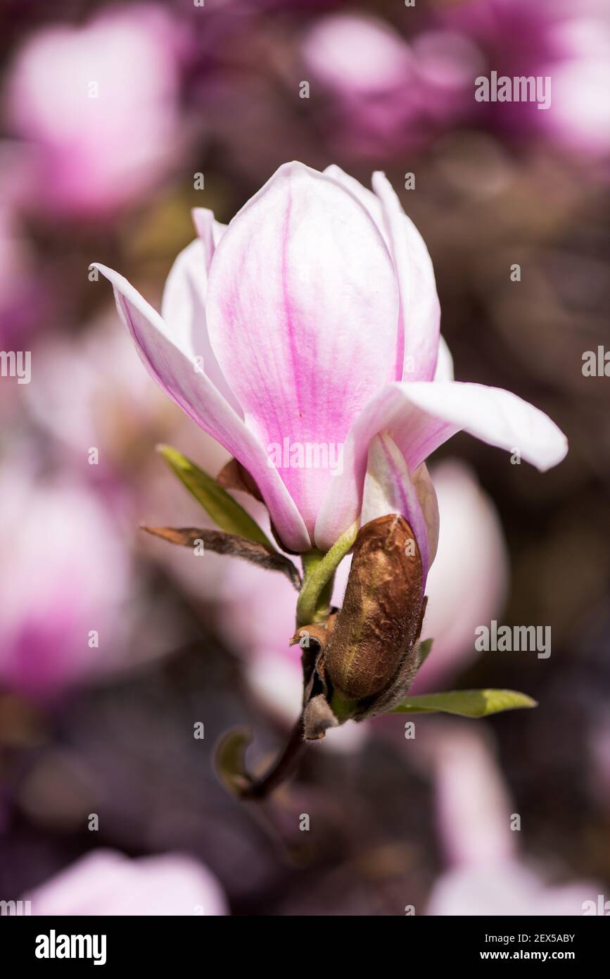 Magnolia flower close up hi-res stock photography and images - Alamy